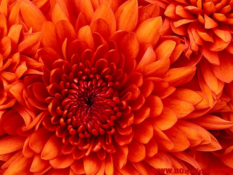 Chrysanthemum.jpg